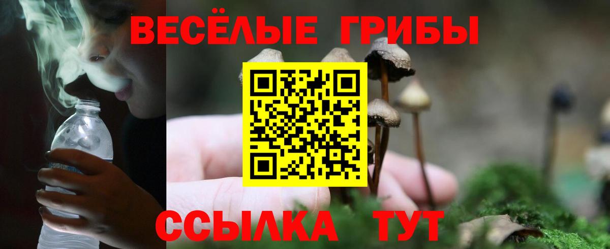Галлюциногенные грибы Psilocybe Партизанск